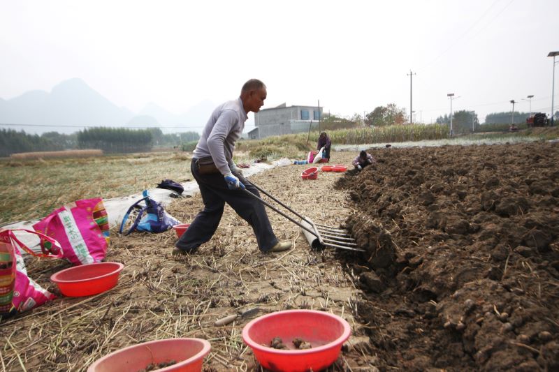 马蹄甜，农民笑！恭城嘉会镇迎来马蹄收获季