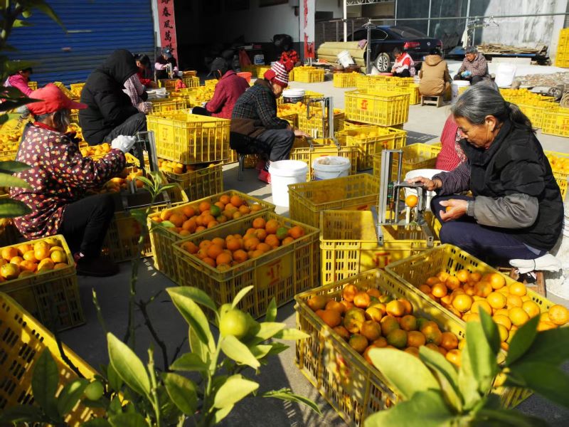 恭城：梁家村陈皮香飘广东  小作坊带动村民就业